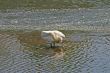Swan Preening