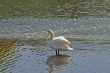 Swan on the River