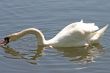 Swan on the River Feeding