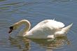 Swan Feeding