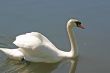 Swan Swimming