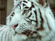 white tiger portrait 3/4