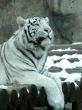 tiger`s superiority