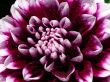 dahlia