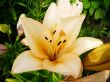 cream lily