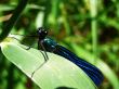 dragonfly1