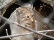  bobcat spring