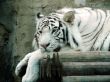 albino tiger full face