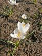 crocus#1