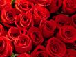 red-roses1