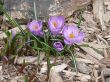 Purple Crocus