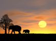 Elephant Family