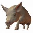 Pig 3D
