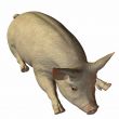 Pig 3D
