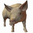 Pig 3D