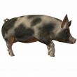 Pig 3D