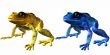 Poison Dart Frog-Phyllobates terribilis