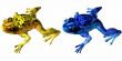 Poison Dart Frog-Phyllobates terribilis