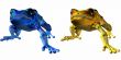 Poison Dart Frog-Phyllobates terribilis