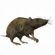 Rat 3D