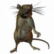 Rat 3D