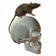 Rat on Skull