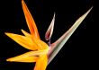 Crane Flower