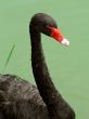 Black swan