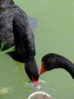 Two black swans