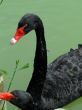 Two black swans
