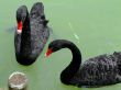 Two black swans