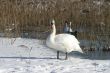 White swan