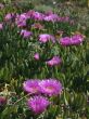 Hottentot fig