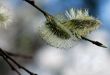 Buds of willow