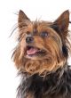 Small dog