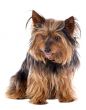 Small dog