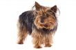 Small dog