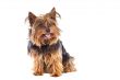 Small dog