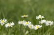 nice summer meadow