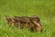 clos up shot of wild female duck