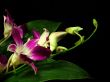 night orchids 1