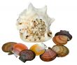 Sea shells on a white background - 2