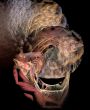 Predatory caterpillar