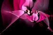 Orchid from fractal