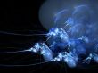 Neurons