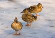 Three ducks