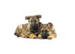 two Germany sheep-dog puppies isolated on white background