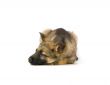 Germany sheep-dog puppy isolated on white background