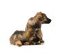 two Germany sheep-dog puppies isolated on white background