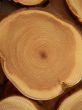 Annual circles of juniper wood